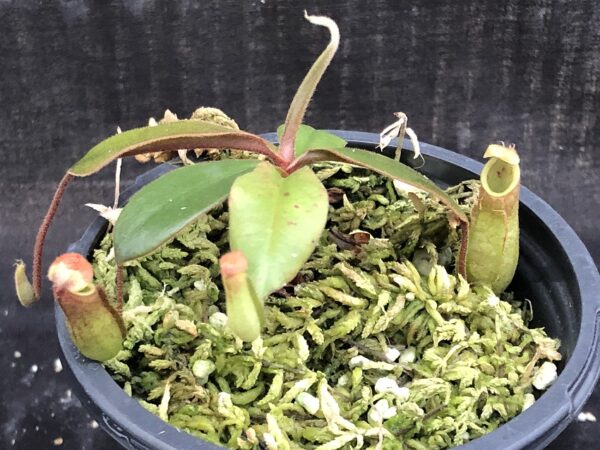 IMG_5253-R-600x450 Nepenthes tomoriana BE 3344