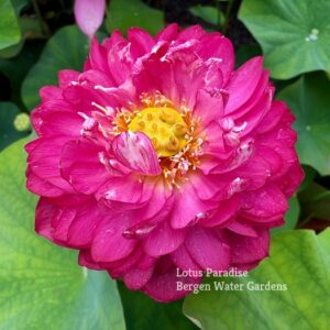 IMG_5383a-300x300 Drunken Lady Lotus- One of our favorite red! All ship in spring,2024