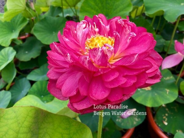 IMG_5385a-600x450 Drunken Lady Lotus- One of our favorite red! All ship in spring,2024