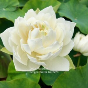 IMG_5389a-300x300 Pure and Clean Lotus- One of Pure white bowl lotus