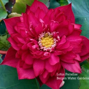 IMG_5396a-300x300 New Flame Lotus - One of Deepest Red Lotus! All ship in spring