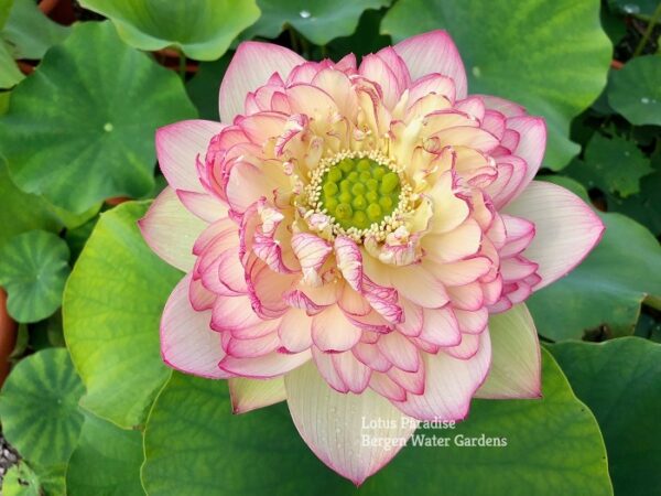 IMG_5409ab-600x450 Pink Brocade Lotus( Xin Yun Jin)- Winner!!