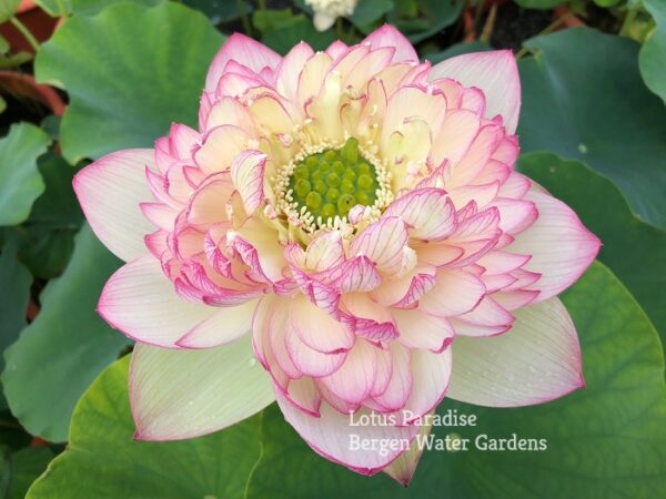 IMG_5411ab-600x450 Pink Brocade Lotus( Xin Yun Jin)- Winner!!