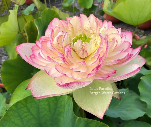 IMG_5412a-600x506 Pink Brocade Lotus( Xin Yun Jin)- Winner!!