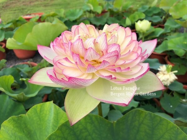 IMG_5413ab-600x450 Pink Brocade Lotus( Xin Yun Jin)- Winner!!