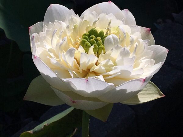 IMG_5482a-600x450 Pink Brocade Lotus( Xin Yun Jin)- Winner!!