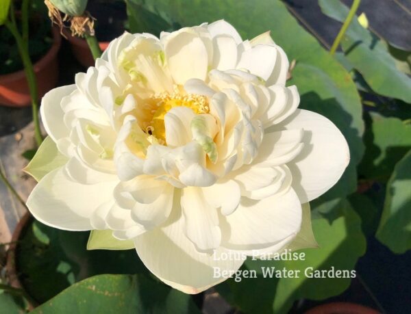 IMG_5491a-600x459 Snow White Lotus- One of Large and Pure White Lotus ( All ship in spring 2024)