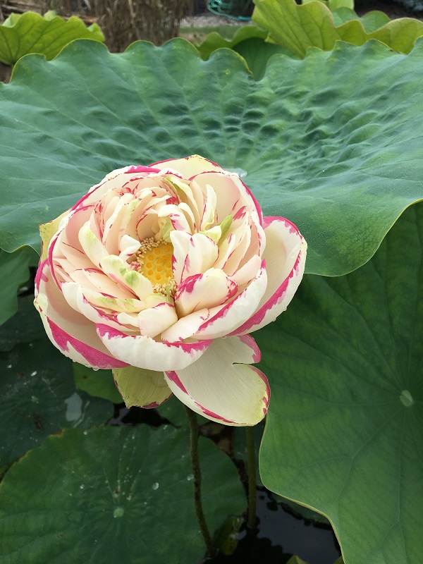 IMG_5789a Big Versicolor Lotus- All ship in spring