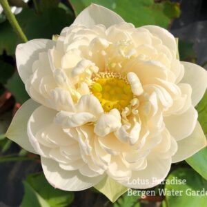 IMG_5790a-300x300 Snow White Lotus- One of Large and Pure White Lotus ( All ship in spring 2024)