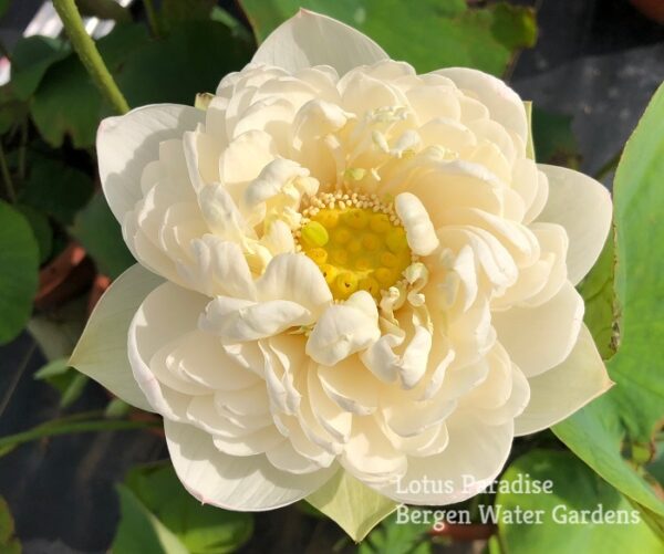 IMG_5790a-600x501 Snow White Lotus- One of Large and Pure White Lotus ( All ship in spring 2024)