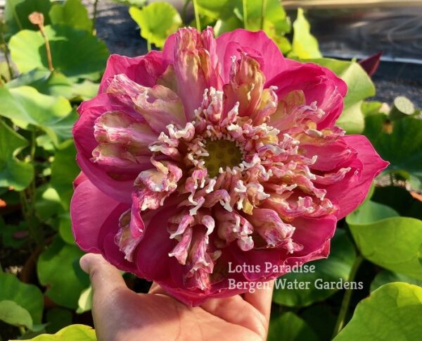IMG_5857a-600x484 Peak of Pink Lotus - All Ship Spring
