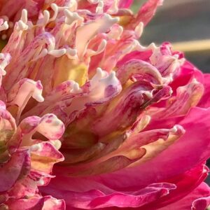 IMG_5858-1a-300x300 Peak of Pink Lotus - All Ship Spring
