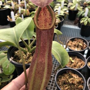 IMG_5882-R-300x300 Nepenthes alata Giant x truncata Red
