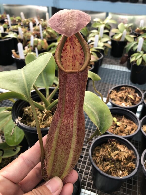 IMG_5882-R-600x801 Nepenthes alata Giant x truncata Red