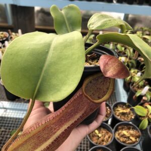 IMG_5883-R-300x300 Nepenthes alata Giant x truncata Red