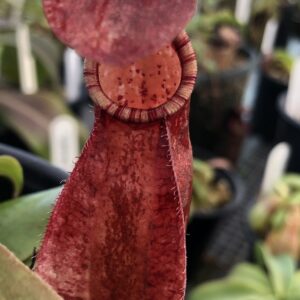 IMG_5954-R-300x300 Nepenthes rafflesiana tricolor hybrid