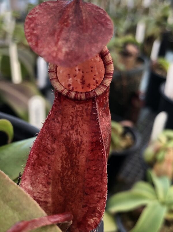 IMG_5954-R-600x801 Nepenthes rafflesiana tricolor hybrid