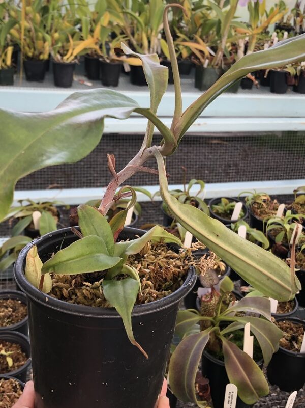 IMG_5955-R-600x801 Nepenthes rafflesiana tricolor hybrid