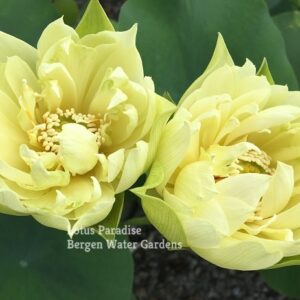 IMG_6077a-300x300 Snow-white Fragrant Sea Lotus - One of Best Sellers