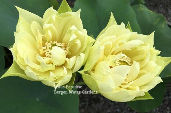 IMG_6077a-600x397 Snow-white Fragrant Sea Lotus - One of Best Sellers