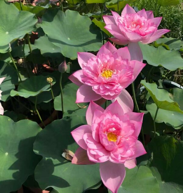 IMG_6087-600x634 30-Cosmetic Lotus - Blooming pretty well with nice pink color (New for 2024 )