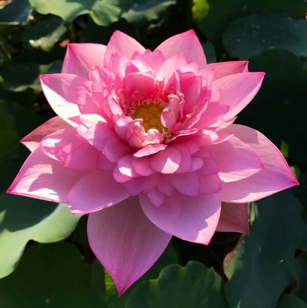 IMG_6089-600x601 Cosmetic Lotus - Blooming pretty well with nice pink color(shipping in Spring 2025)
