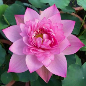 IMG_6090-300x300 07-Cosmetic Lotus - Blooming pretty well with nice pink color (New for 2024 )