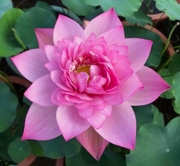 IMG_6090-600x554 Cosmetic Lotus - Blooming pretty well with nice pink color(shipping in Spring 2025)