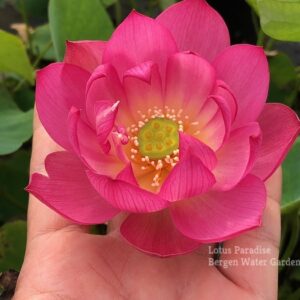 IMG_6132awm-300x300 33-Colorful Lantern in Qinhuai Lotus- One of Best Micro Lotus, Tea Cup Lotus and Winner!!!!