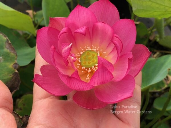 IMG_6132awm-600x450 Colorful Lantern in Qinhuai Lotus- One of Best Micro Lotus, Tea Cup Lotus and Winner!!!!