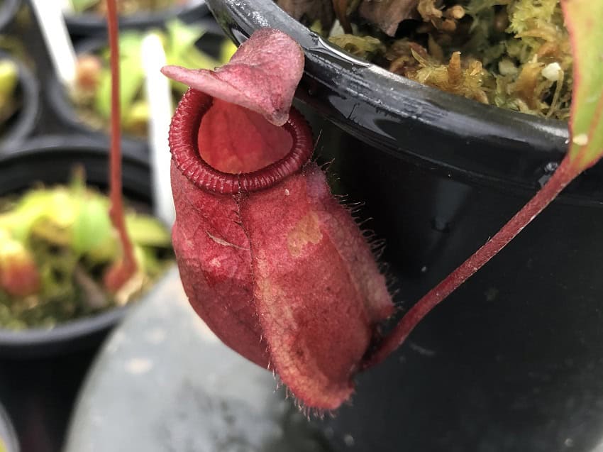 Nepenthes sibuyanensis x mirabilis var. globosa BE 3940 – Bergen