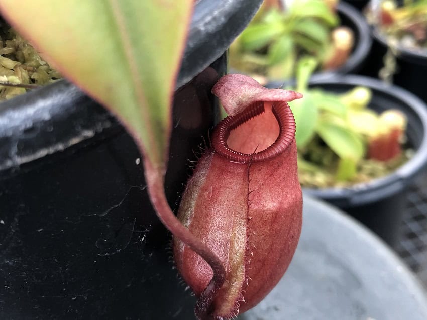 Nepenthes sibuyanensis x mirabilis var. globosa BE 3940 – Bergen