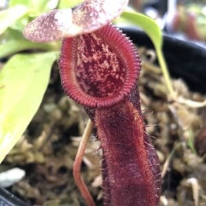 IMG_6209-R-300x300 Nepenthes singalana x burkei BE 3878