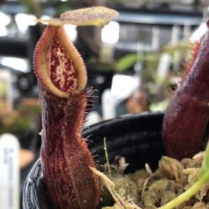 IMG_6210-R-300x300 Nepenthes singalana x burkei BE 3878