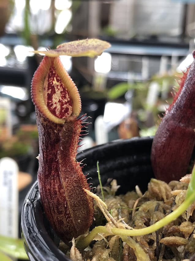 Nepenthes singalana x burkei BE 3878 – Bergen Water Gardens, Lotus