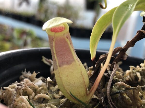 IMG_6293-r-600x450 Nepenthes ventricosa BE 3278 Madja-as Form