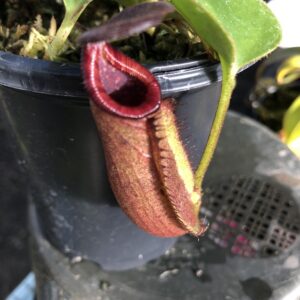 IMG_6323-R-300x300 Nepenthes (veitchii x lowii) x robcantleyi BE 3841