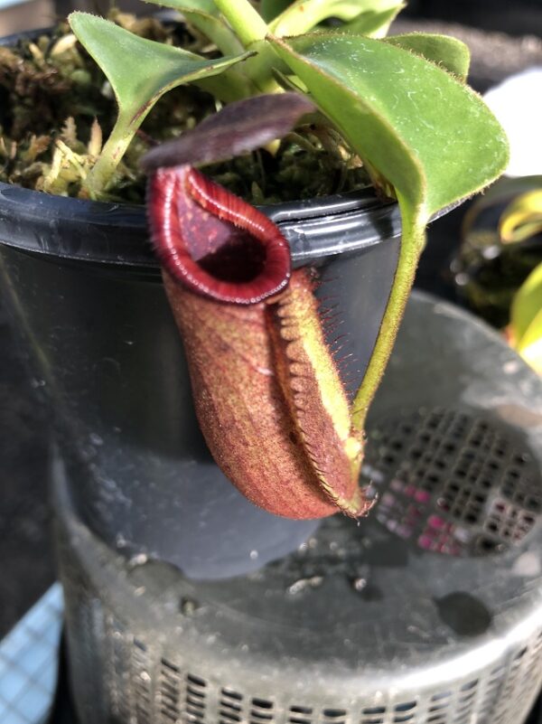 IMG_6323-R-600x801 Nepenthes (veitchii x lowii) x robcantleyi BE 3841