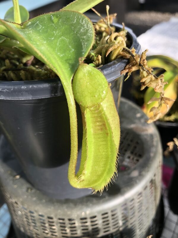 IMG_6325-R-600x801 Nepenthes (veitchii x lowii) x robcantleyi BE 3841