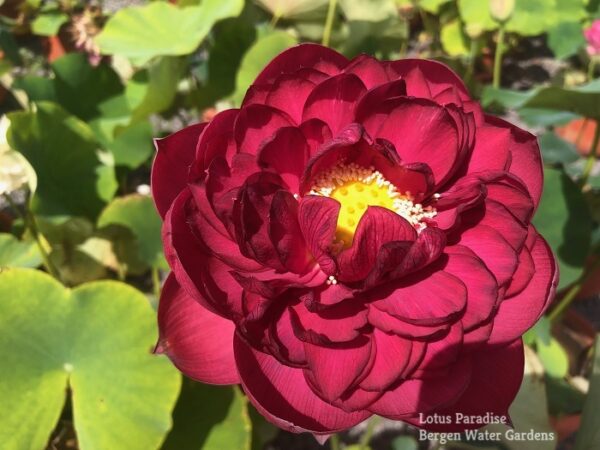 IMG_6567a-600x450 Midnight Lotus a - Deepest Double Red! All ship in spring, 2024