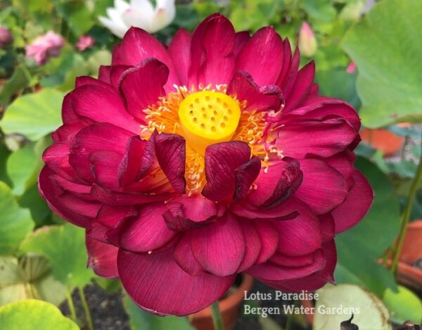IMG_6588a-600x469 Midnight Lotus a - Deepest Double Red! All ship in spring, 2024