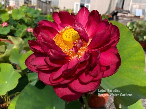 IMG_6590a-600x450 Midnight Lotus a - Deepest Double Red! All ship in spring, 2024