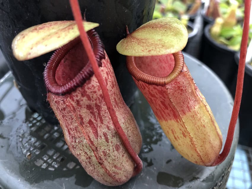 Nepenthes ventricosa x sibuyanensis BE 3757 – Bergen Water Gardens