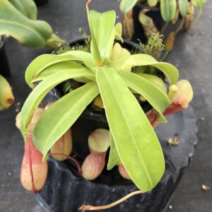 IMG_6772-R-300x300 Nepenthes ventricosa