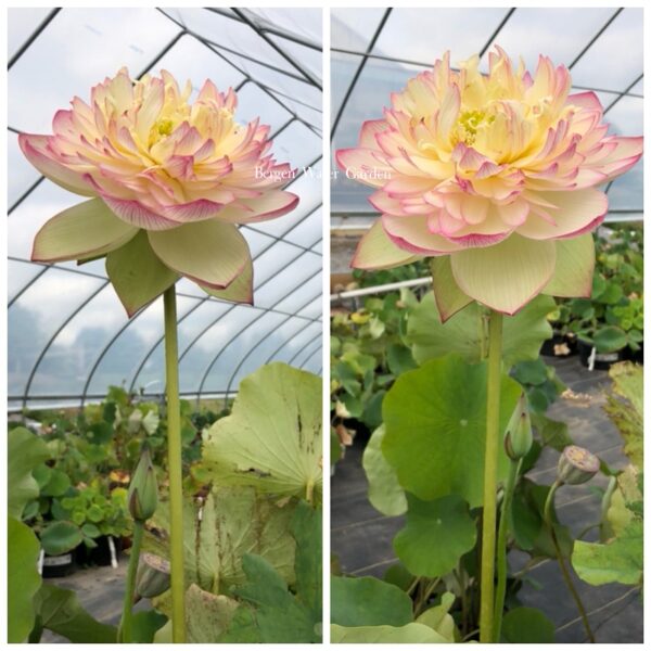 IMG_7010-600x600 Pink Brocade Lotus( Xin Yun Jin)- Winner!!