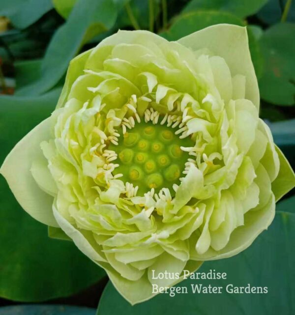 IMG_7889a-600x641 31-Gold &Jade Peony Lotus- Best Double Green Lotus! ( All ship in spring 2024)