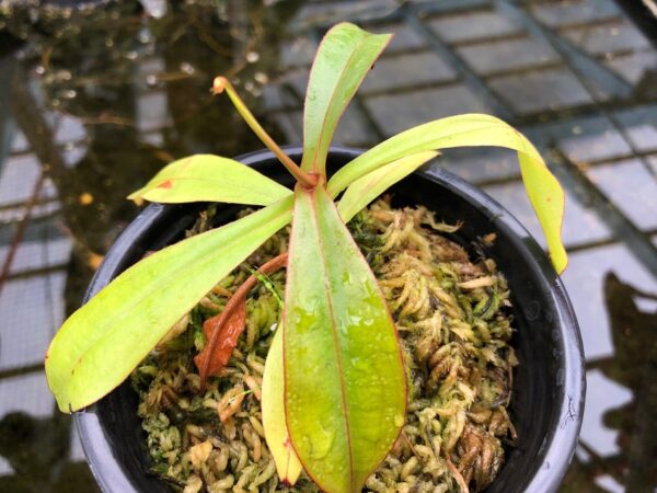 IMG_8103-r-600x450 Nepenthes densiflora x mirabilis var globosa BE3656