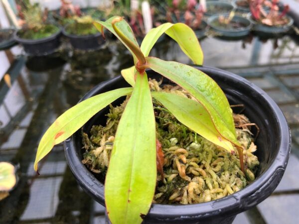 IMG_8105-r-600x450 Nepenthes densiflora x mirabilis var globosa BE3656