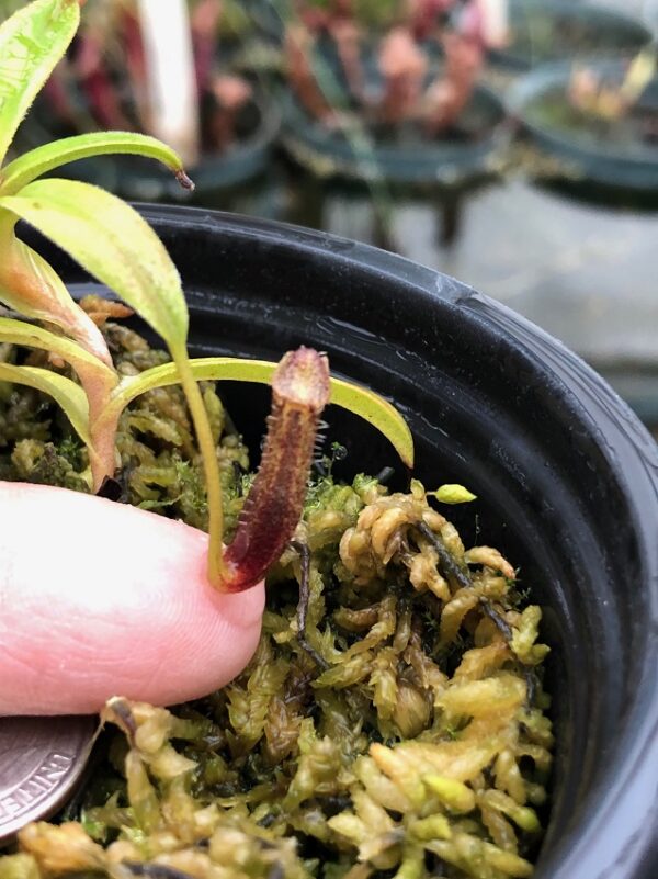 IMG_8153-R-600x801 Nepenthes lingulata BE3463