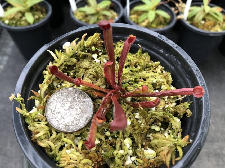 IMG_8409-R-600x450 Heliamphora heterodoxa BE 3833 IMG_8409-R-600x450 Heliamphora heterodoxa BE 3833